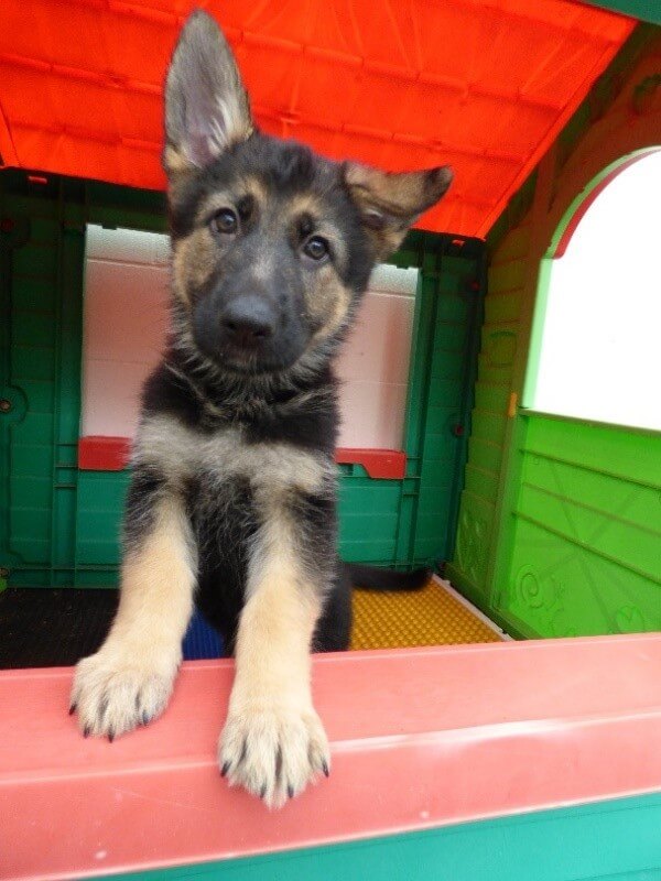Alsatian puppy in a wooden hut Alsatian puppy in a wooden hut