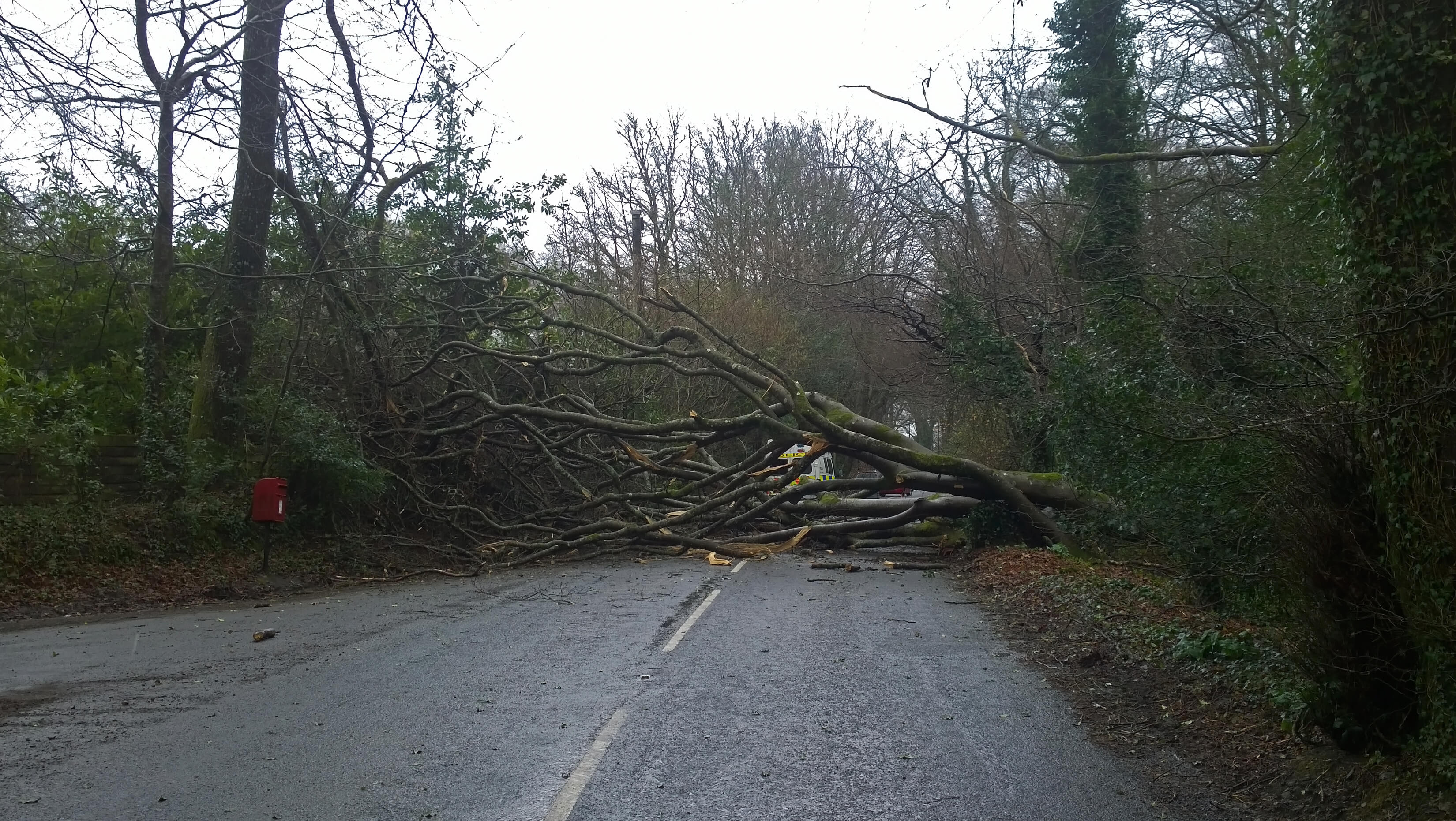Overcast day with tree trunk blocking the whole road