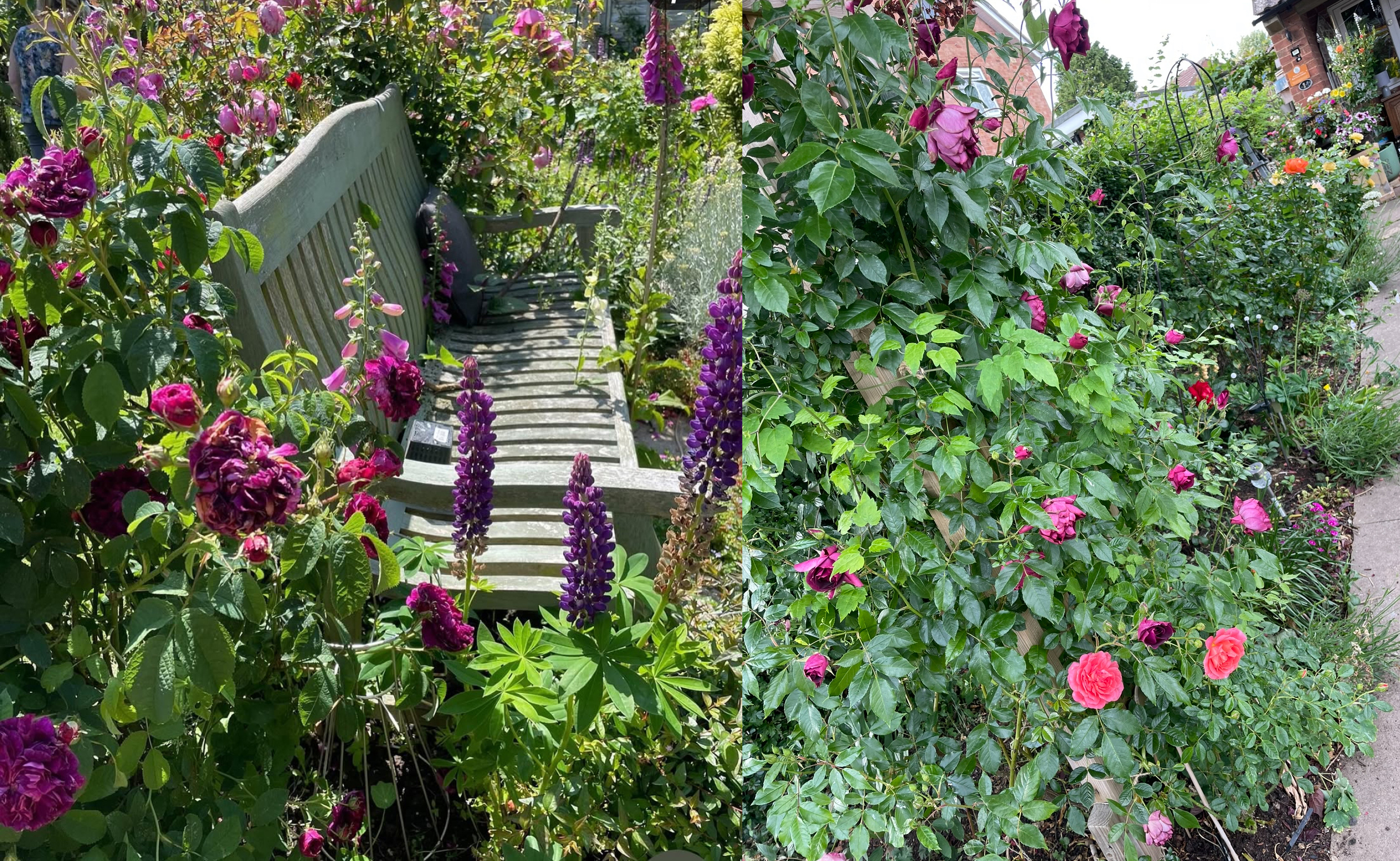 Orbit customer garden