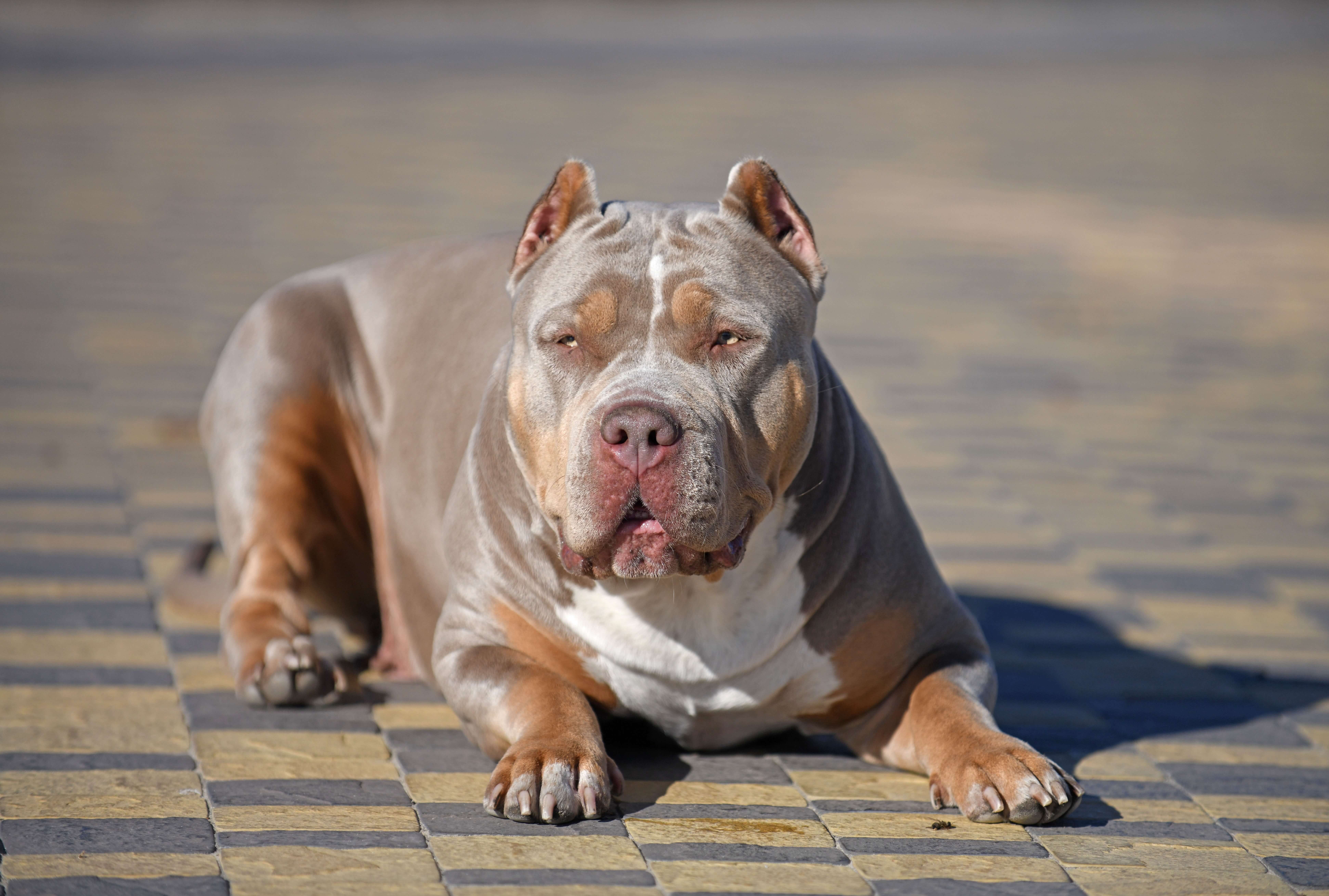 XL bully sitting on outdoors XL bully sitting on outdoors