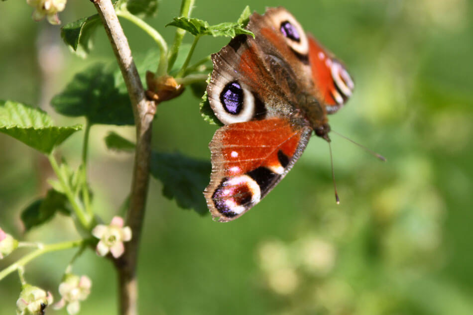 red and black butterfly on a leaf