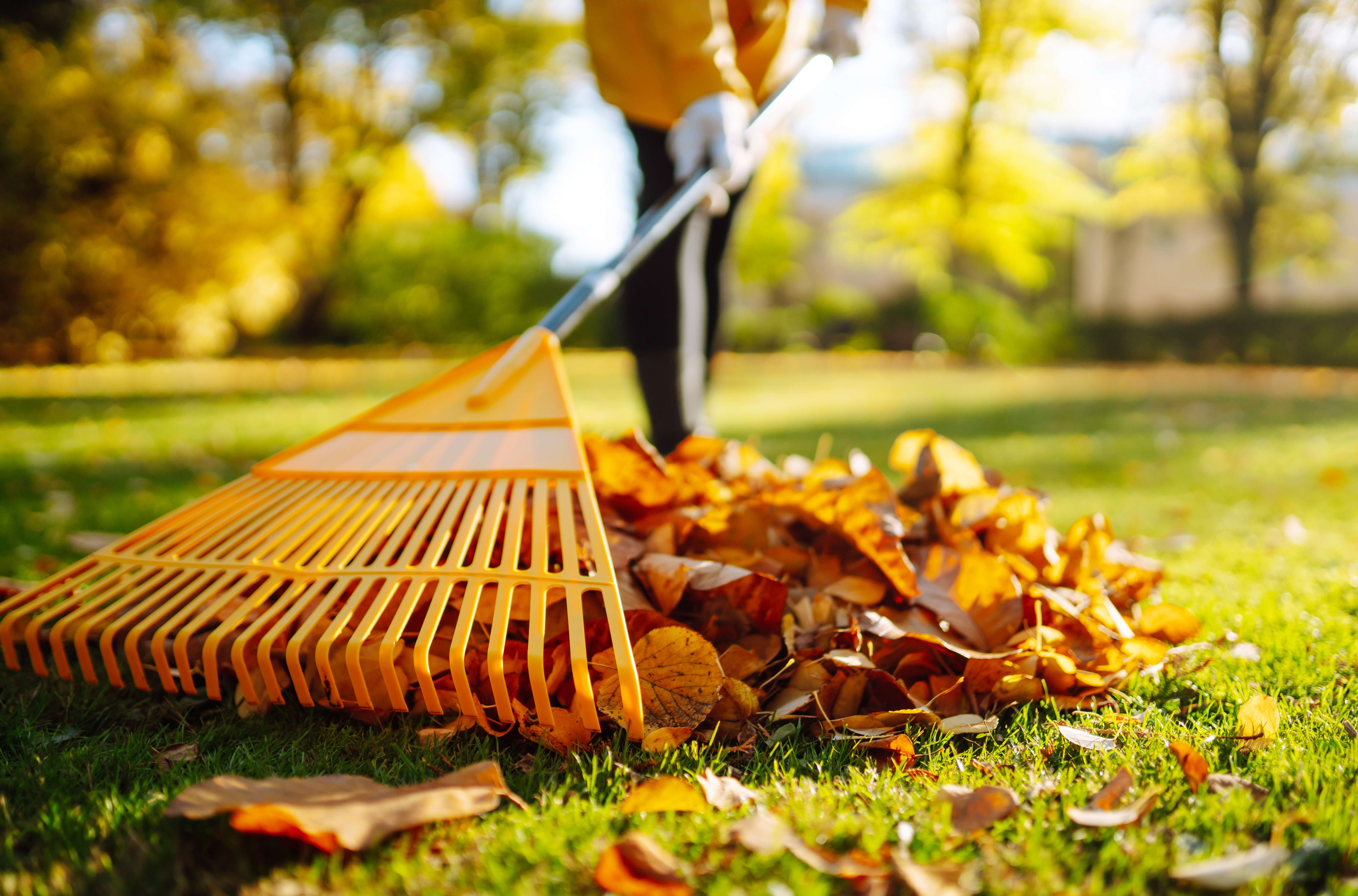 Person raking autumn leaves Person raking autumn leaves